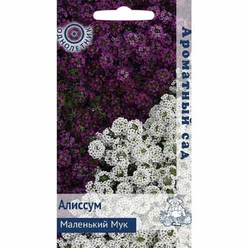 Алиссум Маленький Мук Поиск