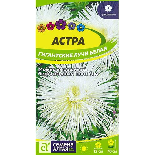 Астра Гигантские лучи белая Семена Алтая