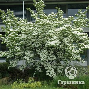 Дерен коуза китайский
