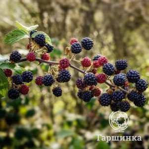 Ежевика Виктория
