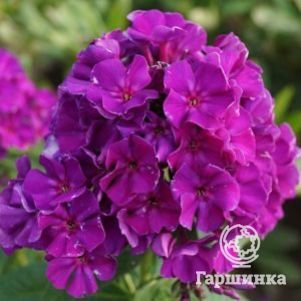 Флокс метельчатый Роберта