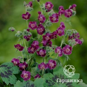 Герань темная Самобор