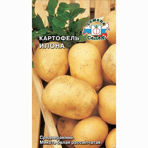 Картофель Илона Седек