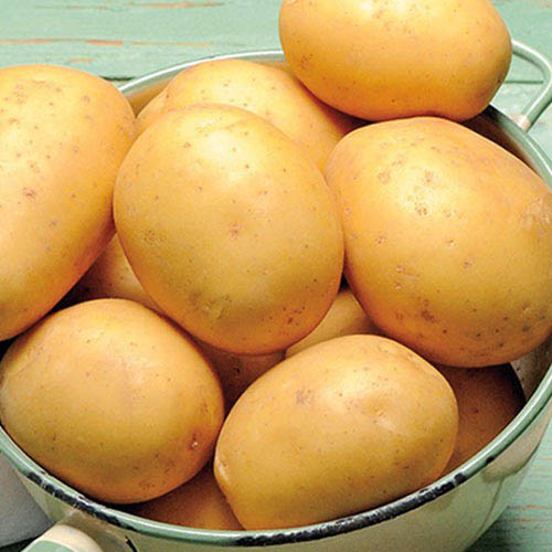 Картофель Колобок