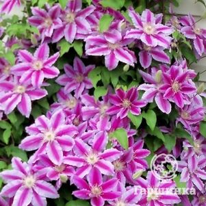 Клематис Доктор Руппель крупноцветковый (2)