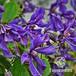 Клематис Сизая птица (3)