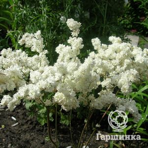 Лабазник (таволга) Плена