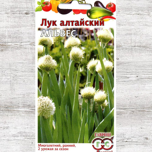 Лук алтайский Альвес Гавриш
