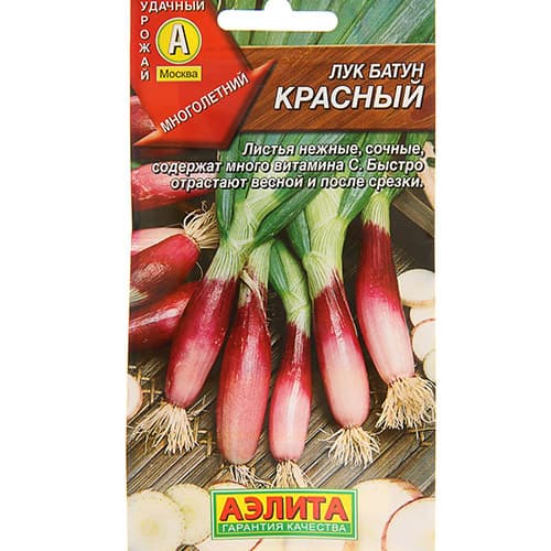 Лук батун Красный Аэлита