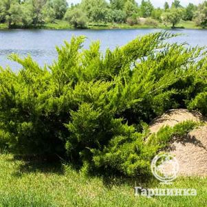 Можжевельник казацкий