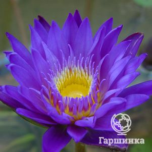 Нимфея Кинг оф Блю