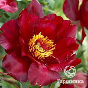Пион-ИТО Скарлет Хевен