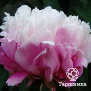 Пион Пичес энд Крим