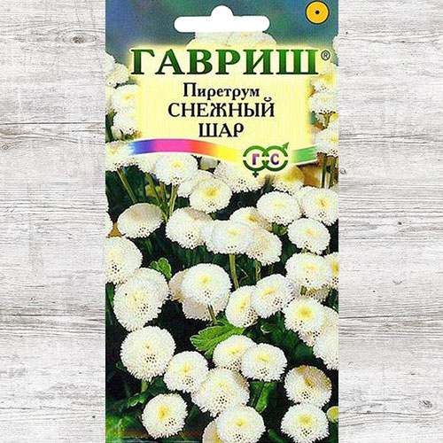 Пиретрум Снежный шар Гавриш
