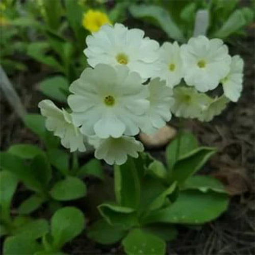 Примула Белоснежка