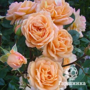 Роза Априкот Клементина миниатюрная, Тантау