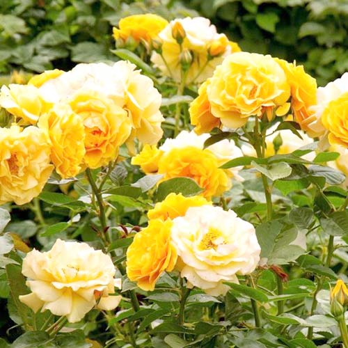 Роза флорибунда Артур Белл