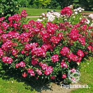 Роза Гранд Дюк Жан мускусная, Ленс