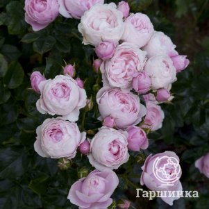 Роза Ханс Геневайн Роуз флорибунда, Тантау