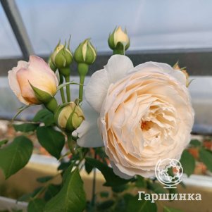 Роза Клер Остин