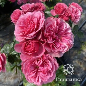 Роза Меджик Рококо флорибунда