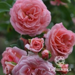 Роза Пируэт плетистаяоза