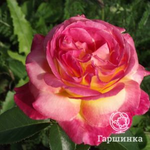 Роза Пульман Ориент Экспресс чайно-гибридная, Imperial Rose
