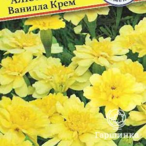 Семена Бархатцы откл. Алюмиа Ванилла Крем 5 шт, Престиж