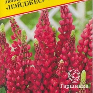 Семена Люпин Пейджес 15 шт, Престиж