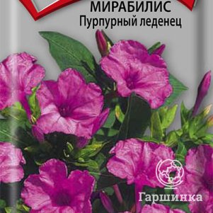 Семена Мирабилис Пурпурный леденец 1