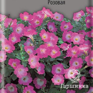 Семена Петуния ампельная Опера Розовая 5