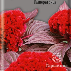 Семена Целозия гребенчатая Императрица 0,1