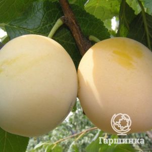 Слива Утро