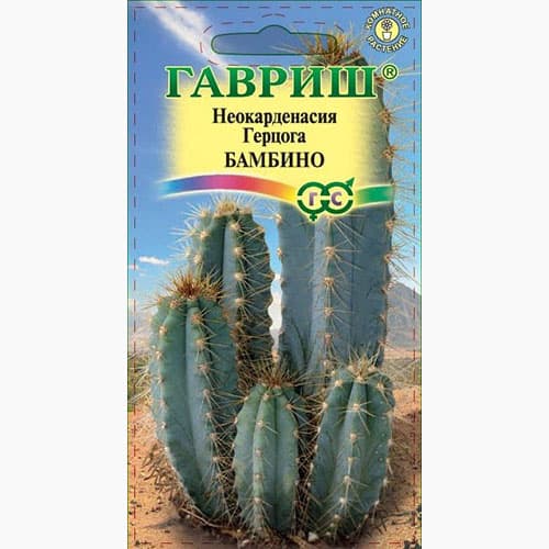 Цереус (кактус) перуанский Бамбино Гавриш