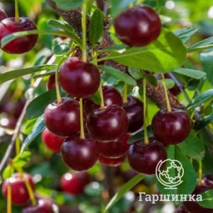 Вишня Кармин Джевел обыкновенная