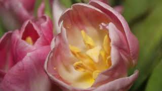 Tulips. Тюльпаны к 8 марта. Букет тюльпанов. Посадка и выгонка тюльпан. Махровые, гибриды, сорта.