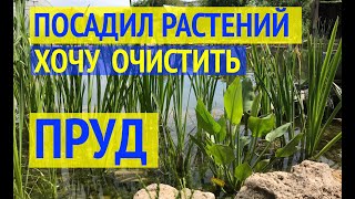 РАСТЕНИЯ ДЛЯ ПРУДА // БИОПЛАТО //12 видов растений в моем пруду // Какие растения очищают воду?