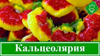 Уход за кальцеолярией в домашних условиях