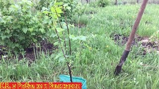 Как посадить белую смородину чтоб она прижилась.Посадка белой смородины весной.