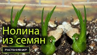 Как вырастить нолину из семян? / бутылочное дерево