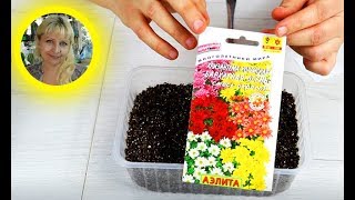 Как посадить многолетнюю Хризантему на рассаду