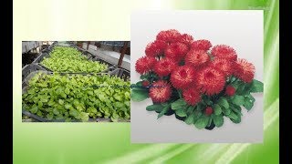 Посев маргаритки и сроки.