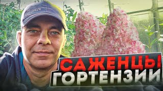 ТРИ РАБОЧИХ СПОСОБА ВЫРАСТИТЬ САЖЕНЦЫ ГОРТЕНЗИИ МЕТЕЛЬЧАТОЙ ЗА ОДИН СЕЗОН СВОИМИ РУКАМИ