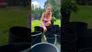 Выращивание в кашпо - бюджетный вариант