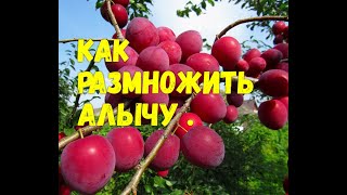 КАК РАЗМНОЖИТЬ АЛЫЧУ//МОЯ ЛЮБИМАЯ УСАДЬБА