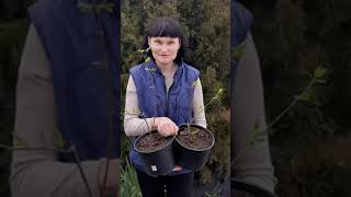 Три секрета удачного урожая жимолости