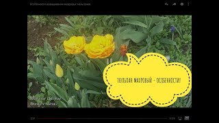 Особенности выращивания махровых тюльпанов.