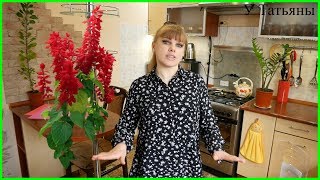 Рассада САЛЬВИИ, как вырастить САЛЬВИЮ из семян?! От посева семян до высадки САЛЬВИИ в грунт!!!