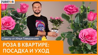 Роза в квартире: посадка и уход | Советы от Ильи Гомыранова