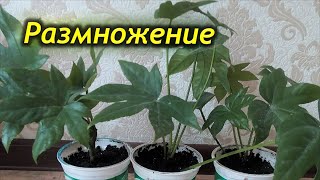 Как размножить фатсию. Способы размножения фатсии.